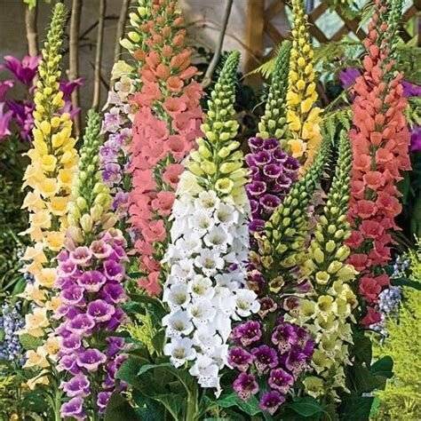 Foxgloves - Flowers for Bees and Butterflies in the UK