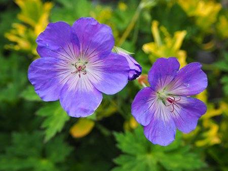 Purple Geranium - Top 10 Flowers for Bees and Butterflies in the UK