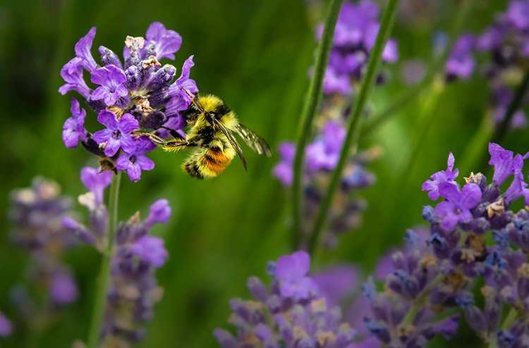 Bee on purple flower - Top 10 Flowers for Bees and Butterflies in the UK