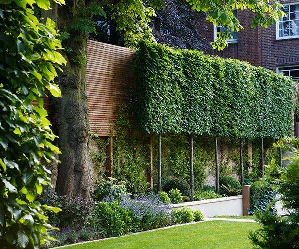 Best Trees for Small Gardens in the UK -Pleached Trees in a garden