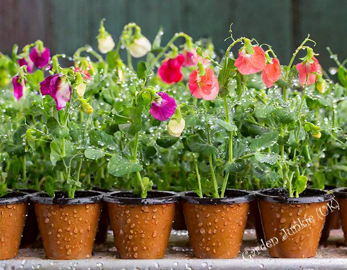 Gardening Month by Month – November. A row of sweetpeas in pots with waterdroplets.