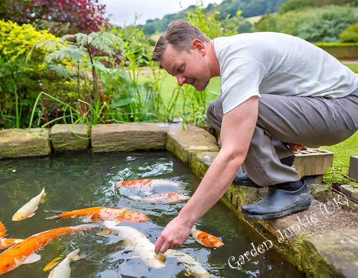 Man Feeding Koi Carp in a Fish Pond