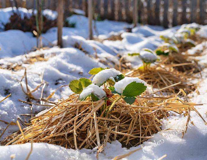 Gardening-Month-by-Month-October. Strawberry plants with straw wrapped around them. Snow on the Ground